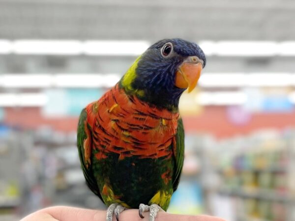 Rainbow Lory BIRD 15410 Petland Chillicothe, Ohio
