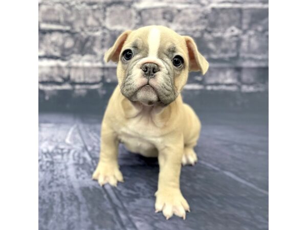 French Bulldog DOG Female Blue Fawn 15511 Petland Chillicothe, Ohio