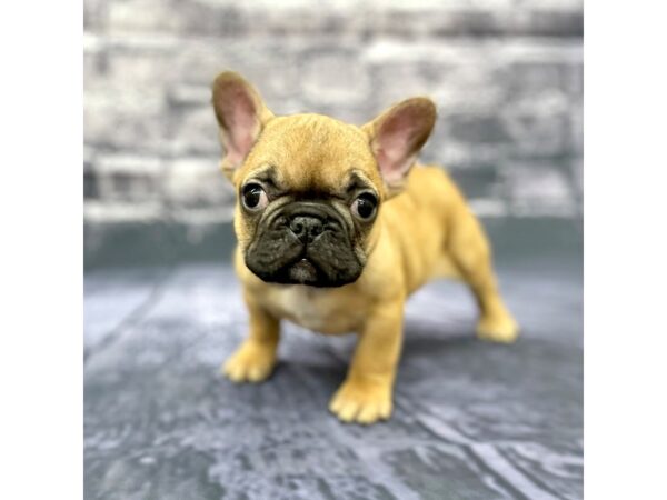 French Bulldog DOG Male Fawn 15520 Petland Chillicothe, Ohio