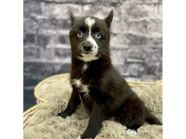 Pomskie DOG Female Black and White 15516 Petland Chillicothe, Ohio