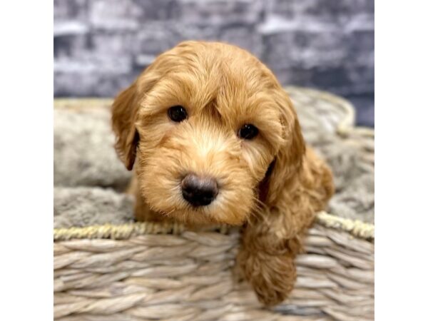 F2 MINI GOLDENDOODLE DOG Female Red 15556 Petland Chillicothe, Ohio