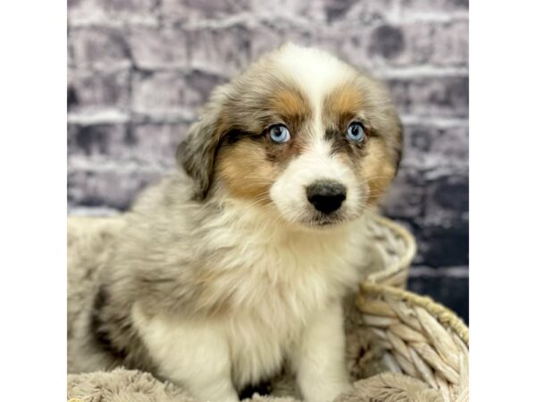 Mini Aussie-DOG-Male-BLUE MERLE-15557-Petland Chillicothe, Ohio