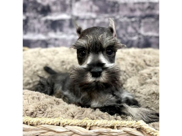 Miniature Schnauzer DOG Female SALT PEPPER 15558 Petland Chillicothe, Ohio