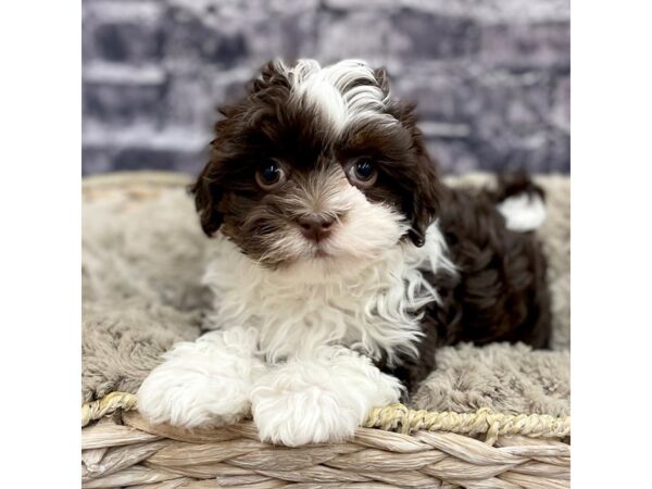 Havanese DOG Male BROWN WHITE 15561 Petland Chillicothe, Ohio