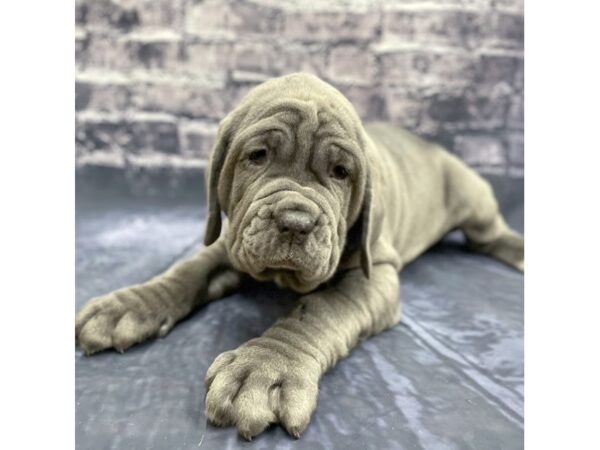 Neapolitan Mastiff DOG Male Blue 15564 Petland Chillicothe, Ohio