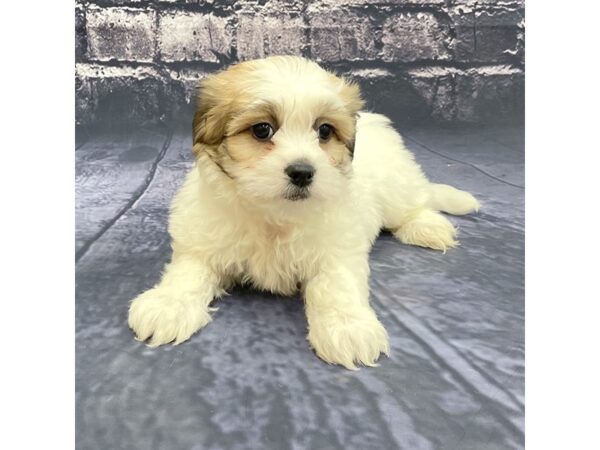 Teddy-DOG-Male-BROWN WHITE-15562-Petland Chillicothe, Ohio