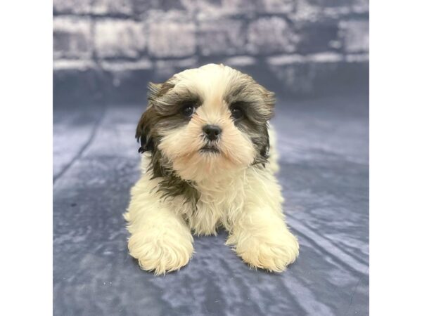 Shih Tzu DOG Male BRINDLE WHITE 15560 Petland Chillicothe, Ohio