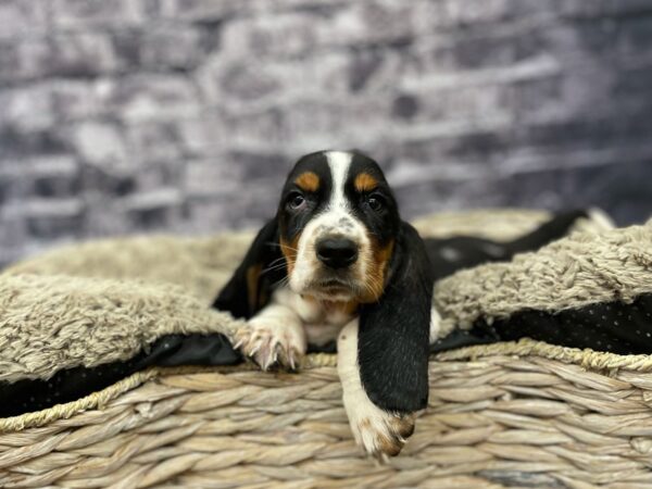 Basset Hound DOG Female Tri-Colored 15580 Petland Chillicothe, Ohio