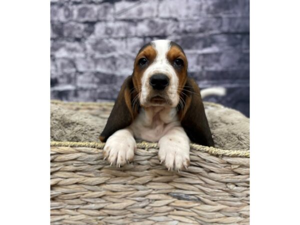 Basset Hound DOG Male Tri-Colored 15581 Petland Chillicothe, Ohio