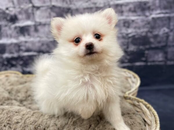 Pomeranian DOG Female CREAM 15576 Petland Chillicothe, Ohio