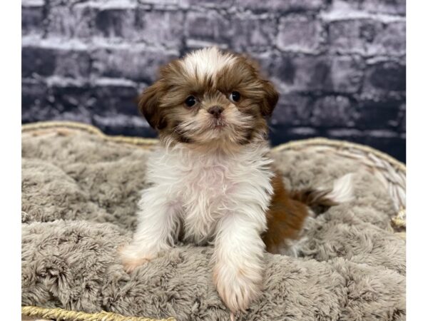Shih Tzu DOG Female CHOC WHITE 15575 Petland Chillicothe, Ohio