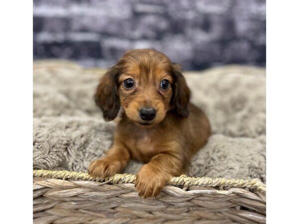 Dachshund DOG Male BRN 15574 Petland Chillicothe, Ohio