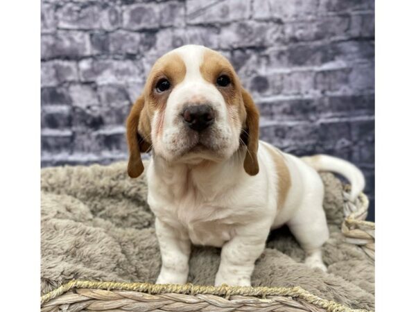 Walrus-DOG-Female-Lemon & White-15573-Petland Chillicothe, Ohio