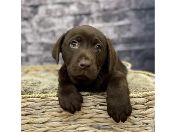 Labrador Retriever DOG Male Chocolate 15571 Petland Chillicothe, Ohio