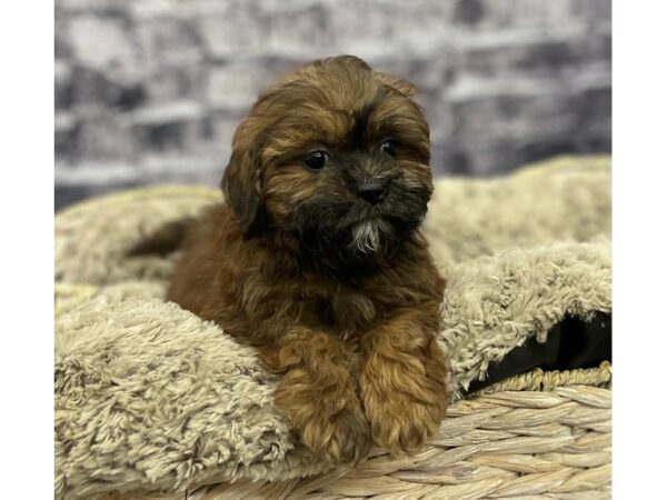 ShizaPoo-DOG-Male-Brindle-15578-Petland Chillicothe, Ohio
