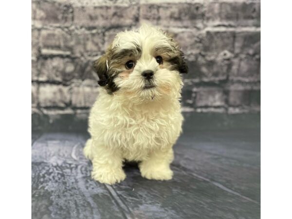 Teddy Bear DOG Female Gold / White 15577 Petland Chillicothe, Ohio