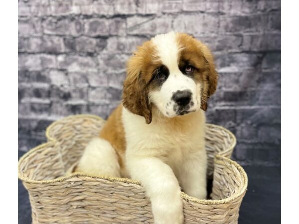 Saint Bernard DOG Male Brown / White 15550 Petland Chillicothe, Ohio