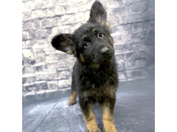 German Shepherd-DOG-Female-Black & Tan-15583-Petland Chillicothe, Ohio