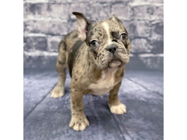 Frenchton-DOG-Female-Blk Merle-15586-Petland Chillicothe, Ohio