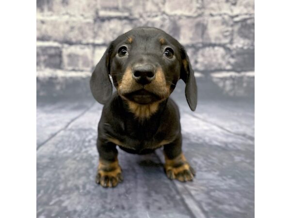 Dachshund DOG Female BLK TAN 15588 Petland Chillicothe, Ohio