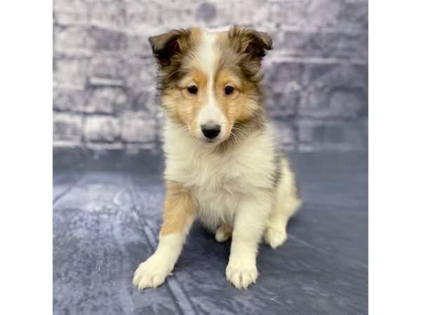 Shetland Sheepdog DOG Female Sable / White 15589 Petland Chillicothe, Ohio