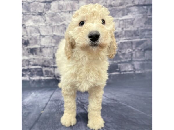 Goldendoodle DOG Female Cream 15593 Petland Chillicothe, Ohio