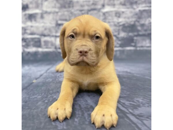 Dogue de Bordeaux DOG Male Red 15592 Petland Chillicothe, Ohio