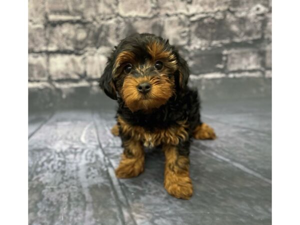 Yorkiepoo DOG Female Black / Tan 15596 Petland Chillicothe, Ohio