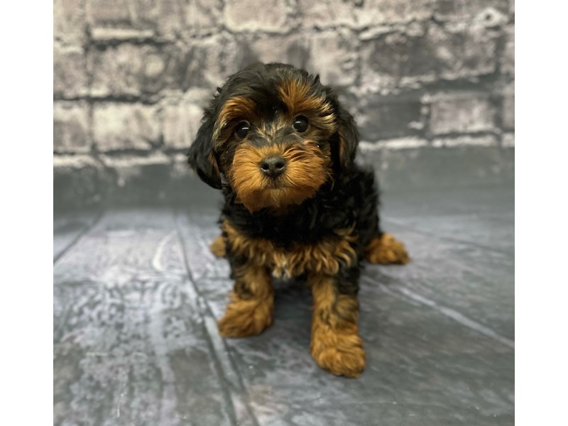 Can Yorkie Poos Be Left Alone