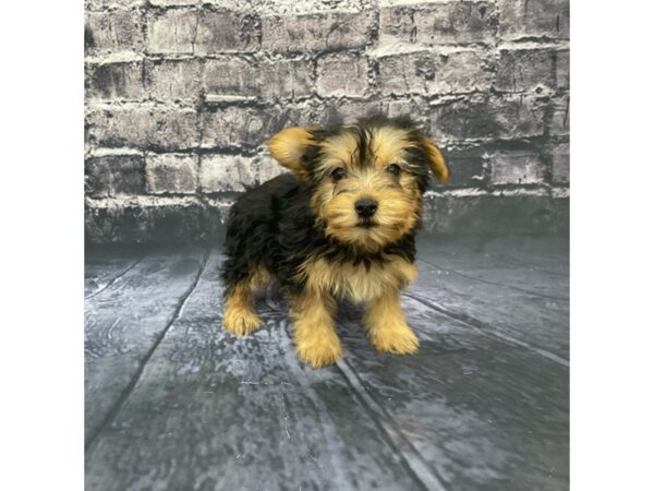 Yorkshire Terrier DOG Female BLK TAN 15608 Petland Chillicothe, Ohio