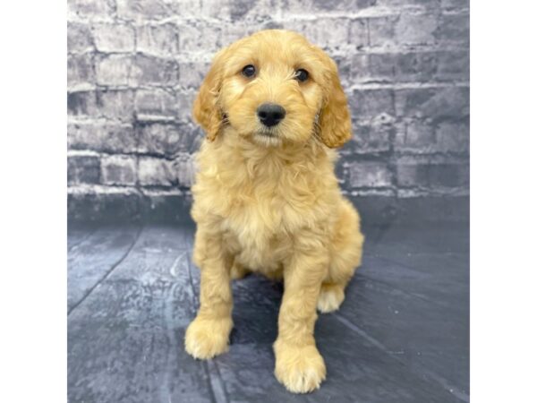 Goldendoodle 2nd Gen DOG Male Red 15614 Petland Chillicothe, Ohio