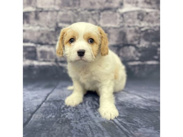 Cava Chon DOG Male BROWN WHITE 15610 Petland Chillicothe, Ohio