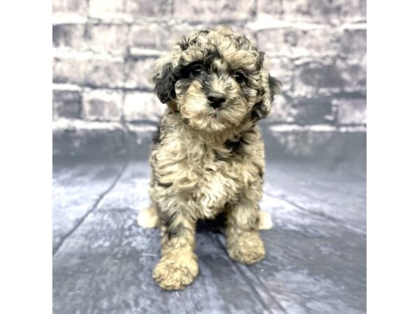 Miniature Poodle-DOG-Female-blue merle-15605-Petland Chillicothe, Ohio