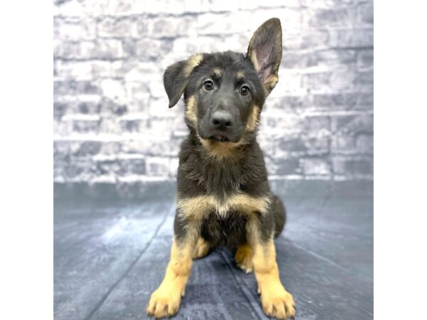 German Shepherd DOG Male Black & Tan 15601 Petland Chillicothe, Ohio