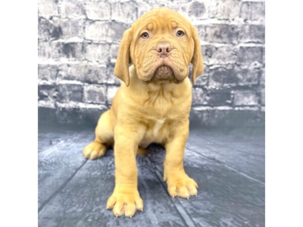 Dogue De Bordeaux-DOG-Female-Red-15599-Petland Chillicothe, Ohio