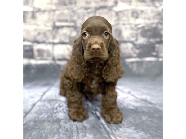 Cocker Spaniel DOG Male Brown 15597 Petland Chillicothe, Ohio