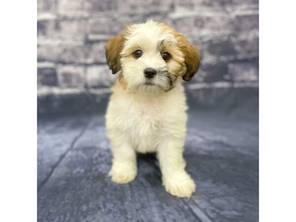 Teddy Bear-DOG-Female-BRN WH-15612-Petland Chillicothe, Ohio