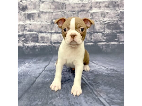 Boston Terrier DOG Male RED WHITE 15609 Petland Chillicothe, Ohio