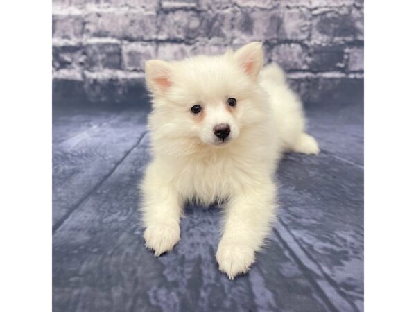 American Eskimo Dog-DOG-Female-White-15600-Petland Chillicothe, Ohio