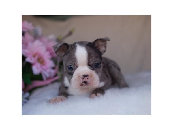 Boston Terrier DOG Female Blue Merle 15624 Petland Chillicothe, Ohio