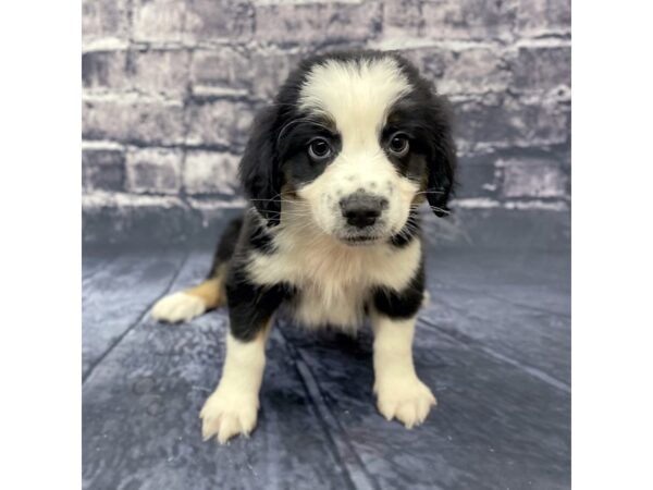 Miniature Australian Shepherd DOG Male BLK TRI 15616 Petland Chillicothe, Ohio