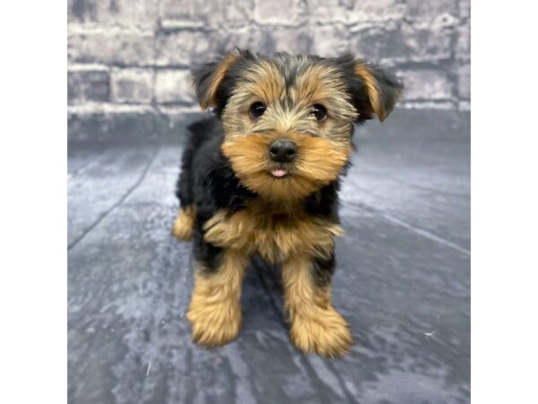 Yorkshire Terrier DOG Male BLK TAN 15617 Petland Chillicothe, Ohio