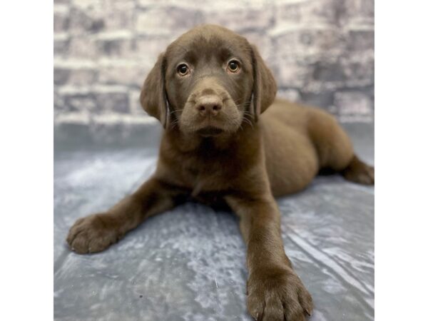 Labrador Retriever DOG Male Chocolate 15619 Petland Chillicothe, Ohio