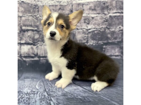 Pembroke Welsh Corgi DOG Female Black Tan / White 15620 Petland Chillicothe, Ohio