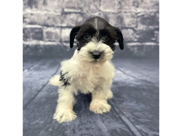 Miniature Schnauzer DOG Male Black / White 15626 Petland Chillicothe, Ohio