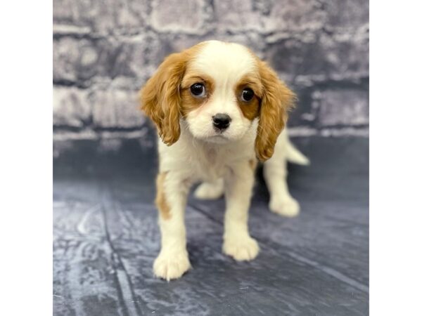 Cavalier King Charles Spaniel DOG Female Blenheim 15625 Petland Chillicothe, Ohio