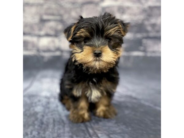 Yorkshire Terrier DOG Male Black / Tan 15623 Petland Chillicothe, Ohio