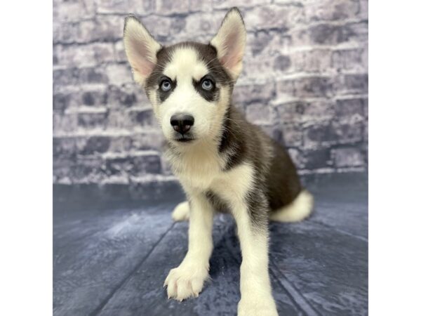 Siberian Husky DOG Male Black / White 15622 Petland Chillicothe, Ohio