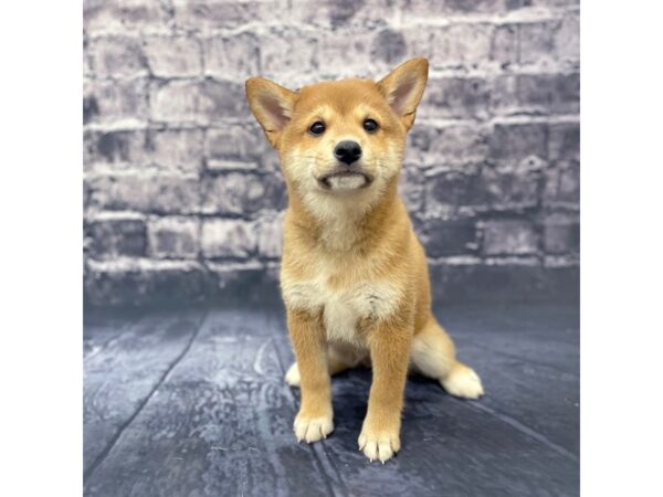 Shiba Inu DOG Male Red Sesame 15621 Petland Chillicothe, Ohio