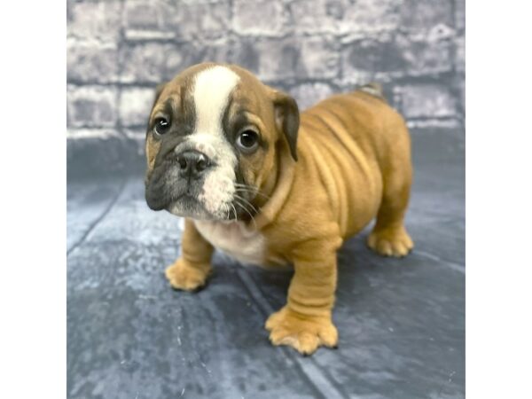 English Bulldog DOG Male red 15652 Petland Chillicothe, Ohio